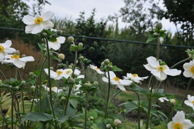 Herbst-Anemone Anemone hybrida 'Honorine Jobert' 5-10 Topf 9x9 cm (P9) Anemone hybrida 'Honorine Jobert'