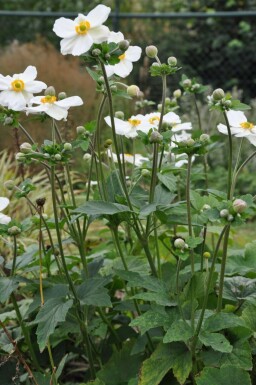 Herbst-Anemone Anemone hybrida 'Honorine Jobert' 5-10 Topf 9x9 cm (P9) Anemone hybrida 'Honorine Jobert'