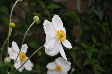 Herbst-Anemone Anemone hybrida 'Honorine Jobert' 5-10 Topf 9x9 cm (P9) Anemone hybrida 'Honorine Jobert'