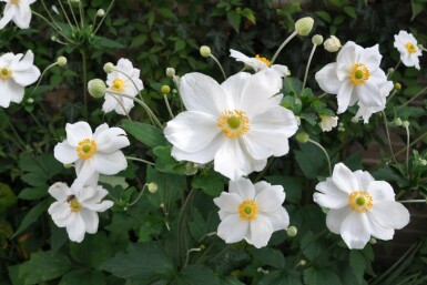 Herbst-Anemone Anemone hybrida 'Honorine Jobert' 5-10 Topf 9x9 cm (P9) Anemone hybrida 'Honorine Jobert'