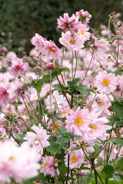 Japana Herbst-Anemone Anemone hybrida 'Königin Charlotte' 5-10 Topf 9x9 cm (P9) Anemone hybrida 'Königin Charlotte'