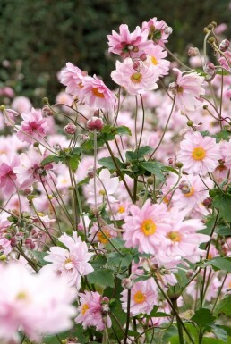 Japana Herbst-Anemone Anemone hybrida 'Königin Charlotte' 5-10 Topf 9x9 cm (P9) Anemone hybrida 'Königin Charlotte'