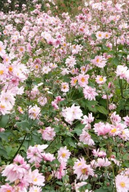Japana Herbst-Anemone Anemone hybrida 'Königin Charlotte' 5-10 Topf 9x9 cm (P9) Anemone hybrida 'Königin Charlotte'