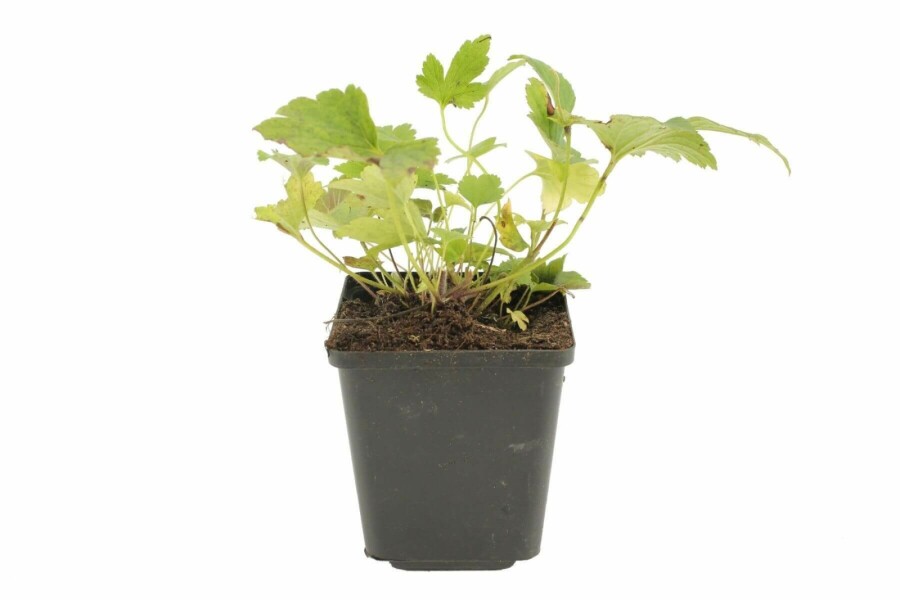 Herbst-Anemone Anemone hybrida 'Pamina' 5-10 Topf 9x9 cm (P9) Anemone hybrida 'Pamina'