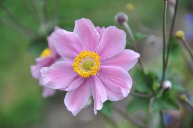 Herbst-Anemone Anemone hybrida 'Serenade' 5-10 Topf 9x9 cm (P9)