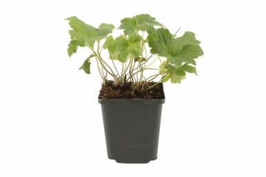 Herbst-Anemone Anemone hybrida 'Whirlwind' 5-10 Topf 9x9 cm (P9) Anemone hybrida 'Whirlwind'