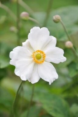 Herbst-Anemone Anemone hybrida 'Whirlwind' 5-10 Topf 9x9 cm (P9)