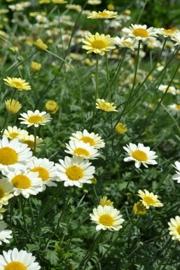 Färberkamille Anthemis hybrida 'Sauce Hollandaise' 5-10 Topf 9x9 cm (P9) Anthemis hybrida 'Sauce Hollandaise'