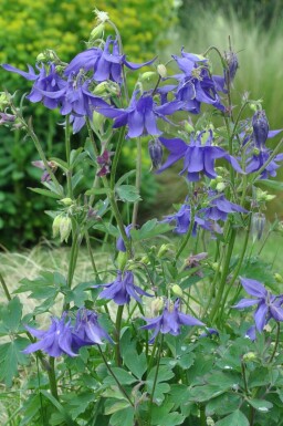Alpen-Akelei Aquilegia alpina 5-10 Topf 9x9 cm (P9) Aquilegia alpina