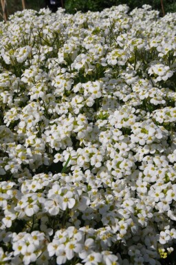 Garten-Gänsekresse Arabis caucasica 'Snowcap' 5-10 Topf 9x9 cm (P9) Arabis caucasica 'Snowcap'