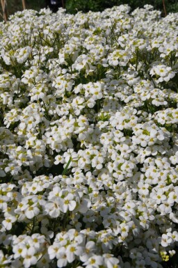 Garten-Gänsekresse Arabis caucasica 'Snowcap' 5-10 Topf 9x9 cm (P9)