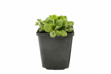 Garten-Gänsekresse Arabis caucasica 'Snowcap' 5-10 Topf 9x9 cm (P9) Arabis caucasica 'Snowcap'