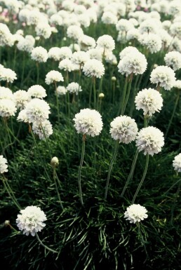 Weiße Grasnelke Armeria maritima 'Alba' 5-10 Topf 9x9 cm (P9)