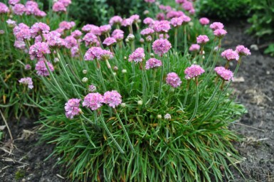 Grasnelke Armeria maritima 'Splendens Perfecta' 5-10 Topf 9x9 cm (P9) Armeria maritima 'Splendens Perfecta'