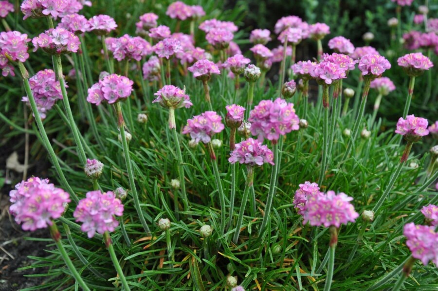 Grasnelke Armeria maritima 'Splendens Perfecta' 5-10 Topf 9x9 cm (P9) Armeria maritima 'Splendens Perfecta'