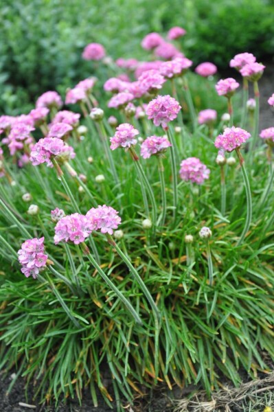 Grasnelke Armeria maritima 'Splendens Perfecta' 5-10 Topf 9x9 cm (P9) Armeria maritima 'Splendens Perfecta'