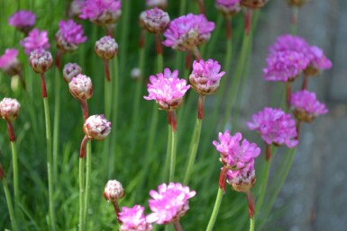 Grasnelke Armeria maritima 'Splendens' 5-10 Topf 9x9 cm (P9)