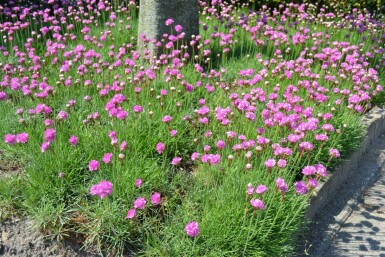 Grasnelke Armeria maritima 'Splendens' 5-10 Topf 9x9 cm (P9)