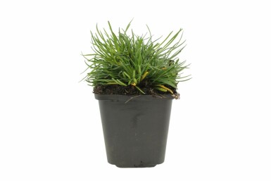 Grasnelke Armeria maritima 'Splendens' 5-10 Topf 9x9 cm (P9) Armeria maritima 'Splendens'