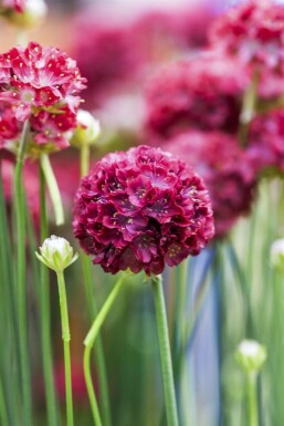 Breitblättrige Grasnelke Armeria pseudarmeria 'Ballerina Red' 5-10 Topf 9x9 cm (P9)