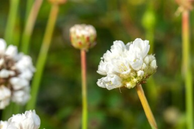 Breitblättrige Grasnelke Armeria pseudarmeria 'Ballerina White' 5-10 Topf 9x9 cm (P9)