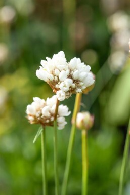 Breitblättrige Grasnelke Armeria pseudarmeria 'Ballerina White' 5-10 Topf 9x9 cm (P9)