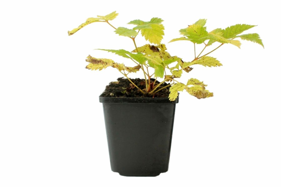 Hoher Wald-Geißbart Aruncus dioicus 5-10 Topf 9x9 cm (P9) Aruncus dioicus