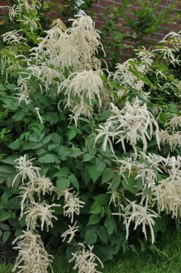 Hoher Wald-Geißbart Aruncus dioicus 5-10 Topf 9x9 cm (P9) Aruncus dioicus