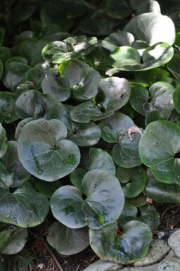 Gewöhnliche Haselwurz Asarum europaeum 5-10 Topf 9x9 cm (P9) Asarum europaeum