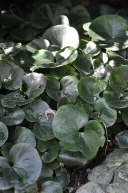 Gewöhnliche Haselwurz Asarum europaeum 5-10 Topf 9x9 cm (P9)