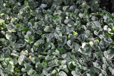 Gewöhnliche Haselwurz Asarum europaeum 5-10 Topf 9x9 cm (P9) Asarum europaeum