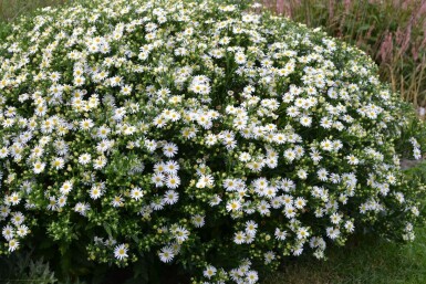 Wild-Aster Aster ageratoides 'Ashvi' 5-10 Topf 9x9 cm (P9)