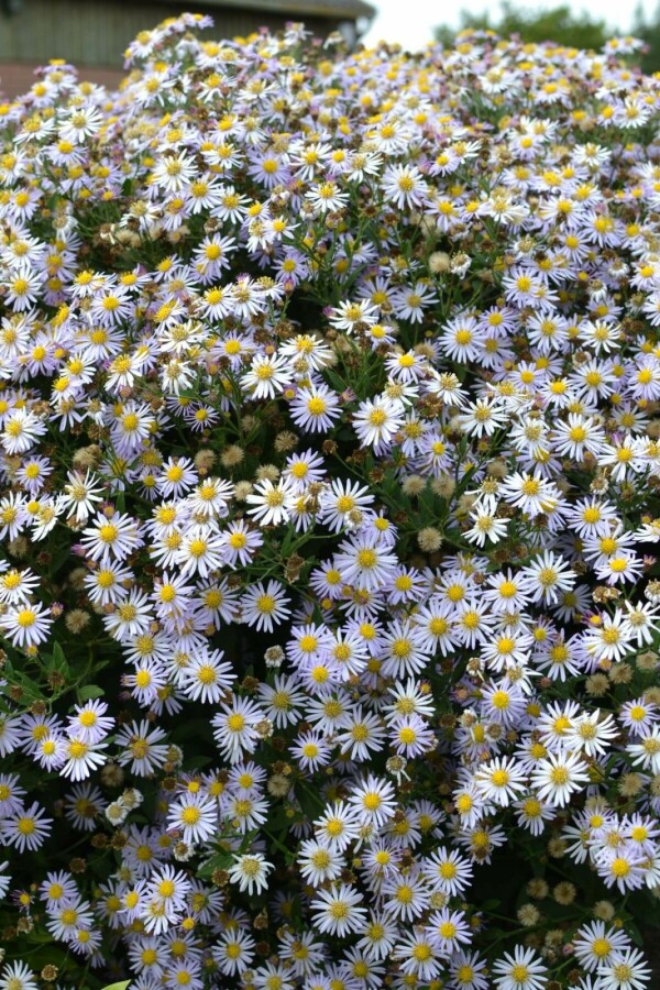 Wild-Aster Aster ageratoides 'Asran' 5-10 Topf 9x9 cm (P9) Aster ageratoides 'Asran'