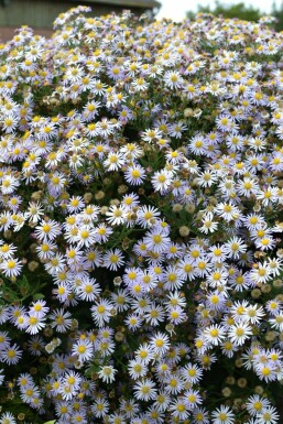 Wild-Aster Aster ageratoides 'Asran' 5-10 Topf 9x9 cm (P9) Aster ageratoides 'Asran'
