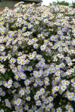 Wild-Aster Aster ageratoides 'Asran' 5-10 Topf 9x9 cm (P9)