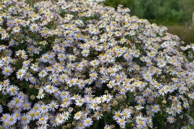 Wild-Aster Aster ageratoides 'Asran' 5-10 Topf 9x9 cm (P9) Aster ageratoides 'Asran'