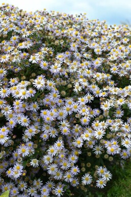 Wild-Aster Aster ageratoides 'Asran' 5-10 Topf 9x9 cm (P9)