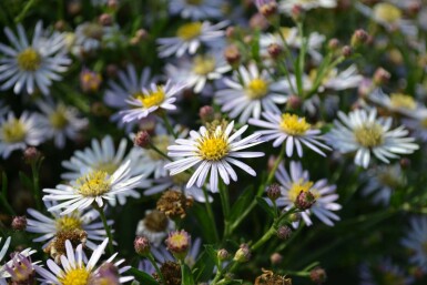Wild-Aster Aster ageratoides 'Asran' 5-10 Topf 9x9 cm (P9) Aster ageratoides 'Asran'