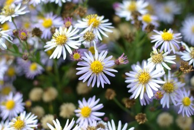 Wild-Aster Aster ageratoides 'Asran' 5-10 Topf 9x9 cm (P9) Aster ageratoides 'Asran'