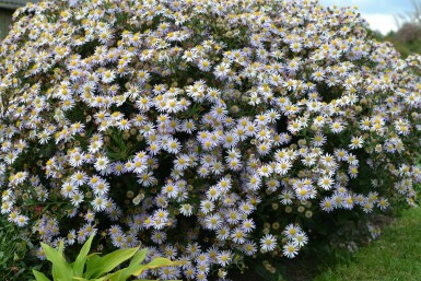 Wild-Aster Aster ageratoides 'Asran' 5-10 Topf 9x9 cm (P9) Aster ageratoides 'Asran'