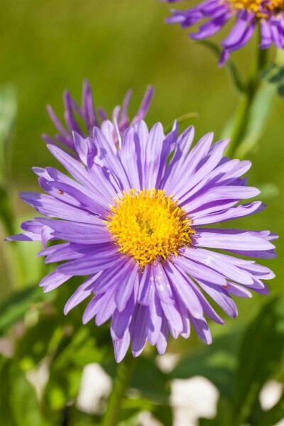 Aster alpinus