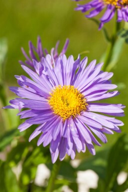 Alpen-Aster Aster alpinus 5-10 Topf 9x9 cm (P9)