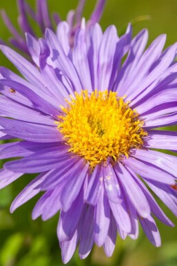 Alpen-Aster Aster alpinus 5-10 Topf 9x9 cm (P9) Aster alpinus