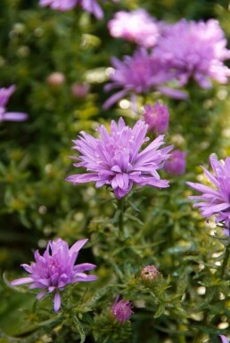 Kissen-Aster Aster dumosus 'Lady in Blue' 10-15 Topf 2 ltr. (C2) Aster dumosus 'Lady in Blue'