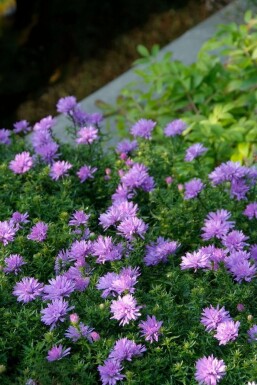 Kissen-Aster Aster dumosus 'Lady in Blue' 10-15 Topf 2 ltr. (C2) Aster dumosus 'Lady in Blue'