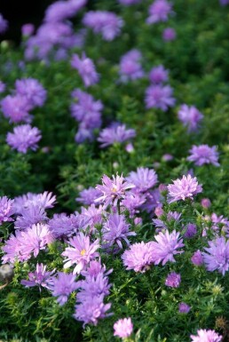 Kissen-Aster Aster dumosus 'Lady in Blue' 5-10 Topf 9x9 cm (P9)