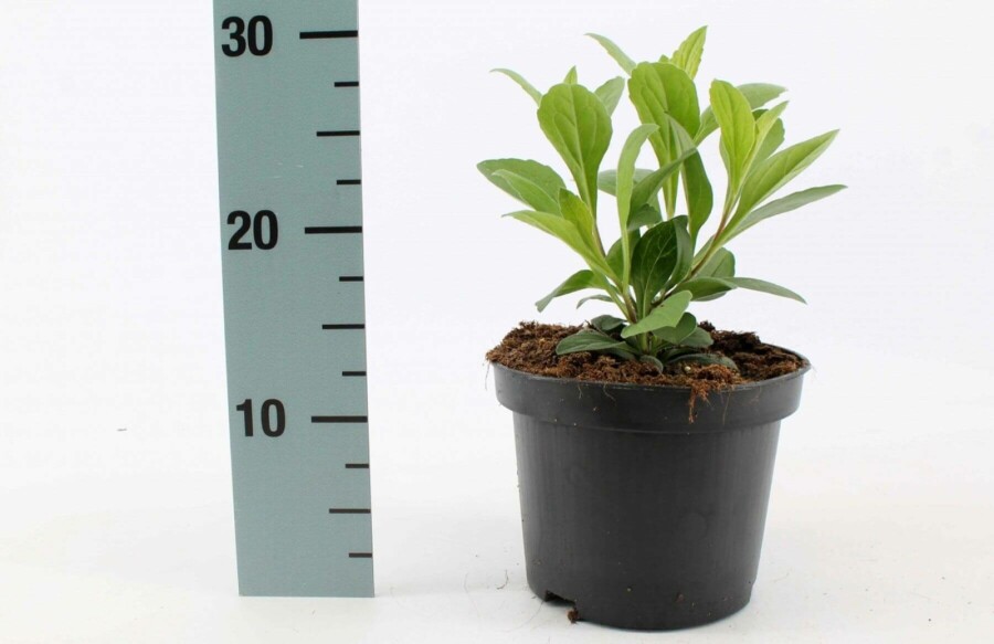 Sommer-Aster Aster frikartii 'Mönch' 10-15 Topf 2 ltr. (C2) Aster frikartii 'Mönch'