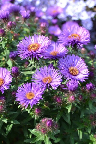 Raublatt-Aster Aster novae-angliae 'Purple Dome' 5-10 Topf 9x9 cm (P9) Aster novae-angliae 'Purple Dome'