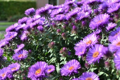 Raublatt-Aster Aster novae-angliae 'Purple Dome' 5-10 Topf 9x9 cm (P9) Aster novae-angliae 'Purple Dome'