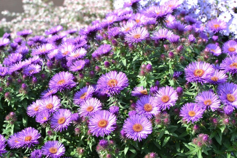 Raublatt-Aster Aster novae-angliae 'Purple Dome' 5-10 Topf 9x9 cm (P9) Aster novae-angliae 'Purple Dome'